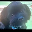 Thumbnail photo of Adorable Petunia Lap puppy #4