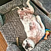 Thumbnail photo of Axel #4