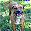 Thumbnail photo of Archie #4