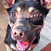 Thumbnail photo of Lila #3