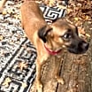 Thumbnail photo of Hattie #1