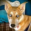 Thumbnail photo of Chloe #1