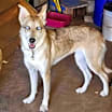 Thumbnail photo of Chloe #2