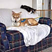 Thumbnail photo of Chloe #3