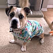 Thumbnail photo of Buster #2