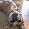Thumbnail photo of Buster #3