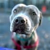 Thumbnail photo of Khallie #4
