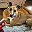 Thumbnail photo of Alvin #3
