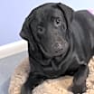 Thumbnail photo of Athena #1