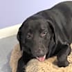 Thumbnail photo of Athena #2