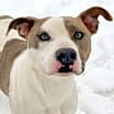Thumbnail photo of Dexter #2