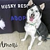 Thumbnail photo of Amori #1
