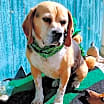 Thumbnail photo of Louie-He's got a sponsor! #4