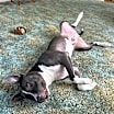 Thumbnail photo of Bruno #2