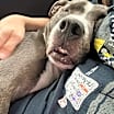 Thumbnail photo of Bruno #4