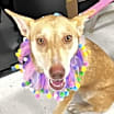 Thumbnail photo of Layla #1