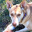 Thumbnail photo of Layla #3