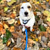 Thumbnail photo of Champ #3