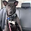 Thumbnail photo of Mavi #3
