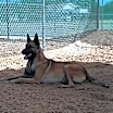 Thumbnail photo of Saul #2