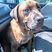 Thumbnail photo of Frankie #3