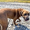 Thumbnail photo of Frankie #4