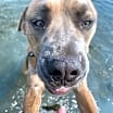 Thumbnail photo of Frankie #1