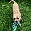 Thumbnail photo of Randy #3