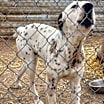 Thumbnail photo of Spots #3