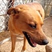 Thumbnail photo of Ringo #2