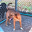Thumbnail photo of Ringo #3