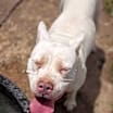 Thumbnail photo of Aspen #4