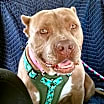 Thumbnail photo of Maia #1