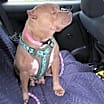 Thumbnail photo of Maia #2