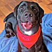 Thumbnail photo of Rex #1