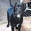 Thumbnail photo of Rex #2