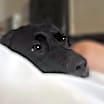 Thumbnail photo of Rex #3