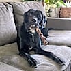 Thumbnail photo of Rex #4