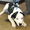 Thumbnail photo of Ruckus #4