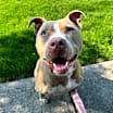 Thumbnail photo of Brooklyn-Adoption Pending #2
