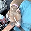 Thumbnail photo of Brooklyn-Adoption Pending #3