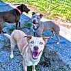 Thumbnail photo of Brooklyn-Adoption Pending #4