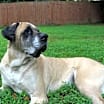 Thumbnail photo of Izzabella #2
