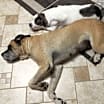 Thumbnail photo of Izzabella #3