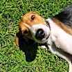 Thumbnail photo of Binks #1