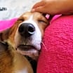 Thumbnail photo of Binks #2