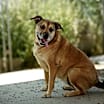 Thumbnail photo of Dakota #1