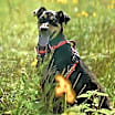 Thumbnail photo of Sorrel #4