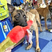 Thumbnail photo of Sierra #1