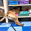 Thumbnail photo of Sierra #2